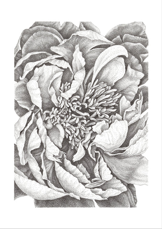 Garden Peony, Greeting Cards