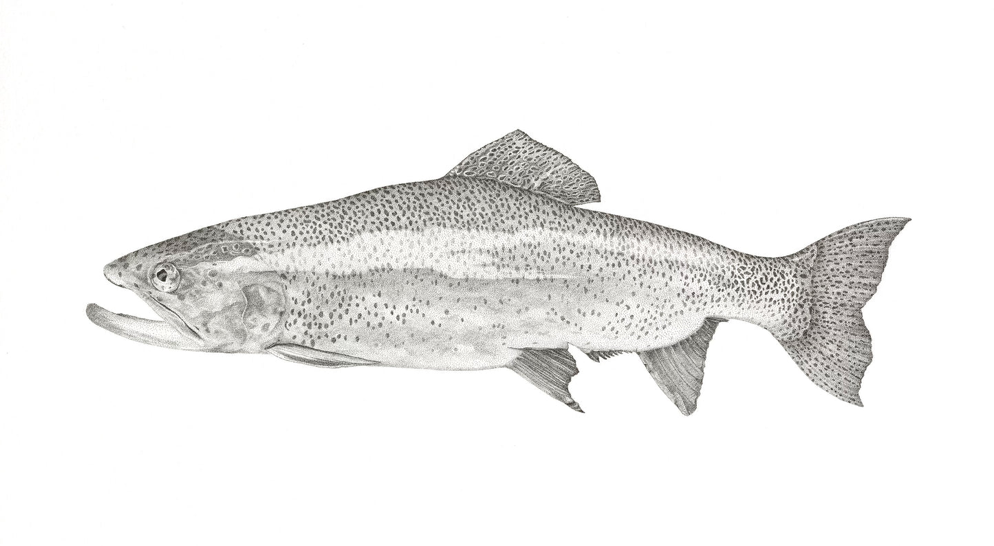 Trout I, Greeting Cards